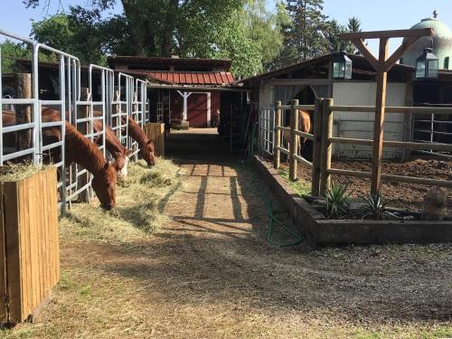 Φωτογραφία από το άλμπουμ του Blue Grass Ranch - MobilHome Cactus σε Bischoffsheim