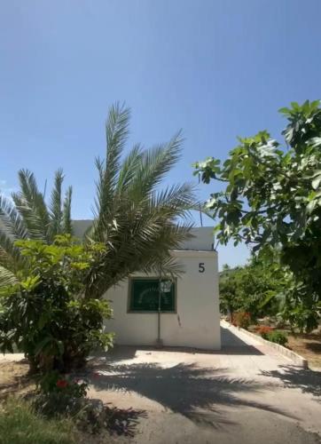 a small white building with a palm tree in front of it at Leith Holiday Home in ‘Ayn Jannā