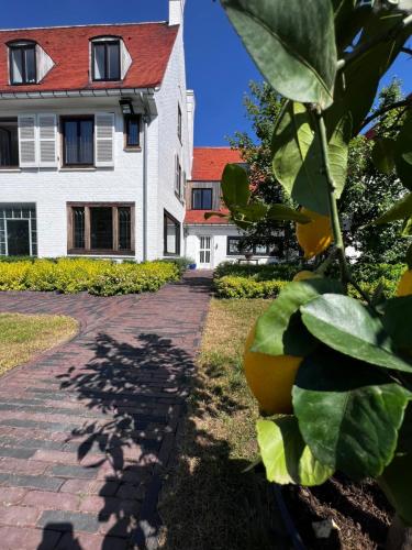 an orange tree in front of a house at The Cotton Suites B&B in Deerlijk