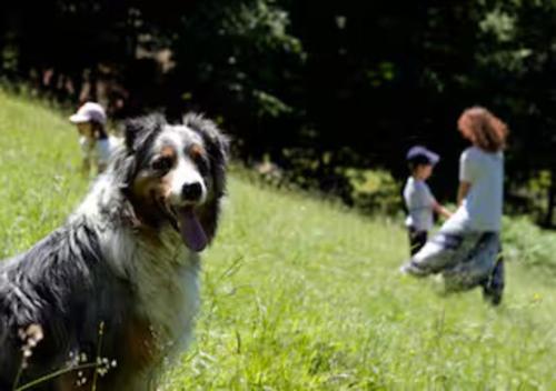 a dog standing in a field with people in the background at Turistična kmetija Weiss in Miklavž pri Taboru
