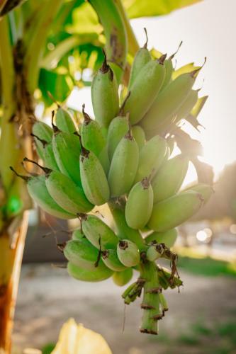 a bunch of green bananas hanging from a tree at Herdade do Sardanito da Frente in Zambujeira do Mar