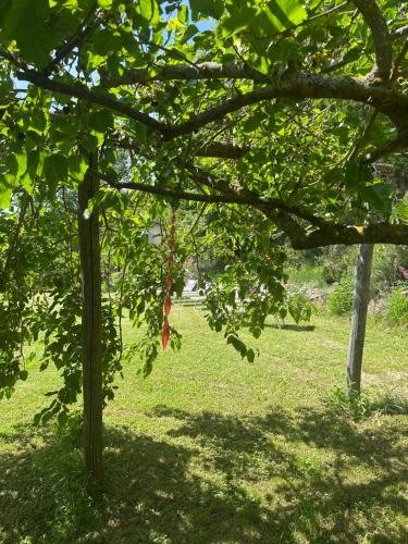 a tree with green leaves in a field at Collina di Sopra in Tresana