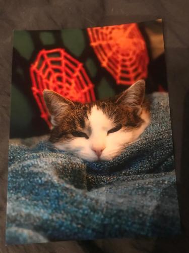 a brown and white cat sleeping on a blanket at Apartament z kotem in Bielsko-Biala