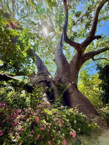 a large tree with pink flowers in front of it at Rock and Sea Resort in Watamu