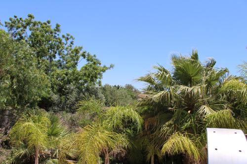 a group of palm trees in a field at St.George's Country Retreat in Limassol