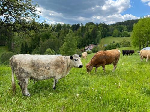 a group of cows grazing in a field of grass at Krkonošský apartmán Bratrouchov in Jablonec nad Jizerou