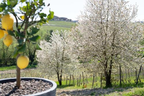 a bunch of trees with white flowers in a field at Sorriso Dei Maestri in Calosso