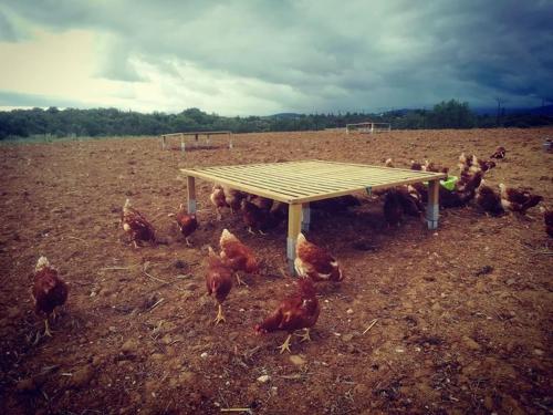 un groupe de poulets debout autour d'une table en bois dans un champ dans l'établissement Roulotte Ferme bio Campagne 66, à Thuir
