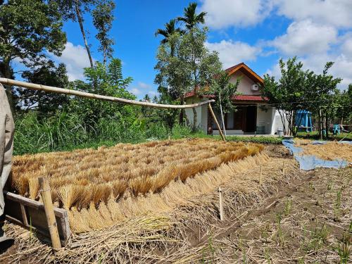 a large field of hay in front of a house at Organic Rice Harmony in Tetebatu