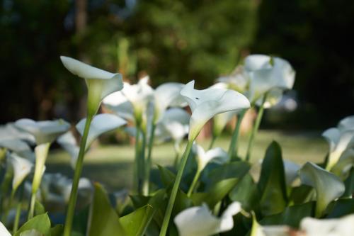 a group of white flowers in a garden at Clos Bernon in Libourne