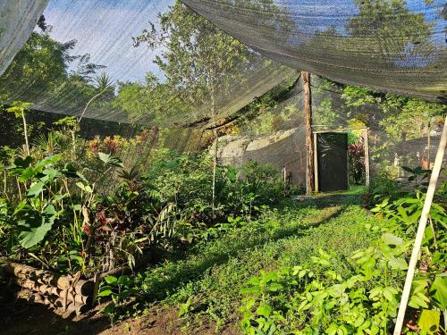 a garden with plants and a building with a net at Wildlife Lodge Cahuita in Cahuita