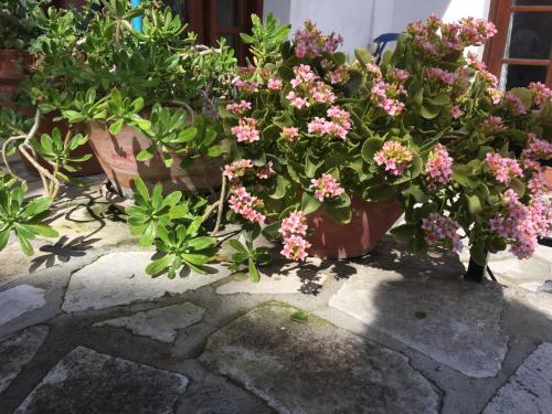 a bunch of flowers in potted plants on a sidewalk at Cobblers in Maroni