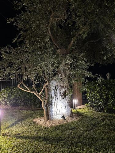 a large tree sitting in the grass at night at La Dimora degli ulivi in SantʼAlfio