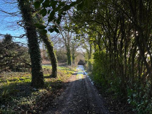 a dirt road with trees on either side at Swallow Bach in Llanddyfnan