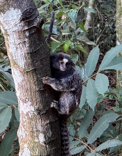 a monkey sitting on the side of a tree at Casas Temporada Aldeia Niura Opy in Florianópolis