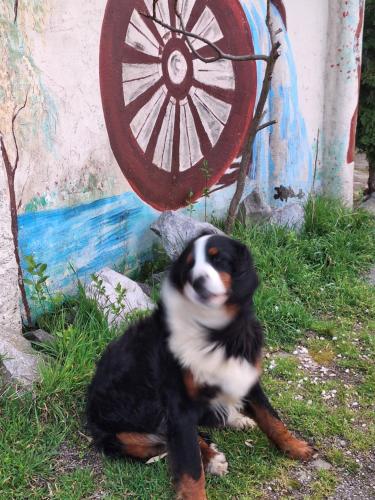 a dog sitting in the grass in front of a wheel at Stara Vodenica in Klanjec