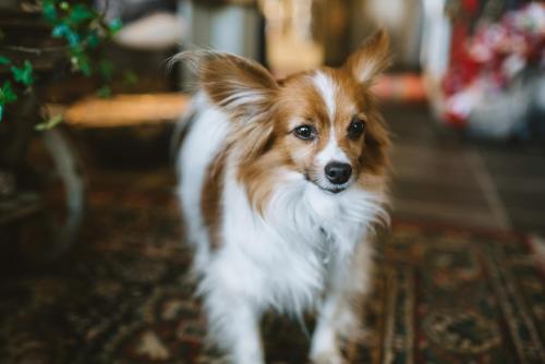 Mascotas con sus dueños en Blómasetrið Homestay