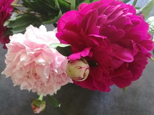a bunch of pink and white flowers in a vase at Résidence de Vaux in Nans-sous-Sainte-Anne
