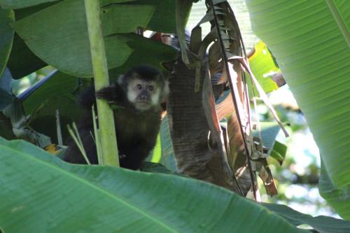 a monkey is sitting in a tree at Yasí Yateré Reserva Agroecológica in El Soberbio
