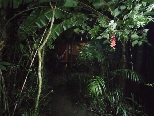 a garden in the middle of the jungle at Yasí Yateré Reserva Agroecológica in El Soberbio