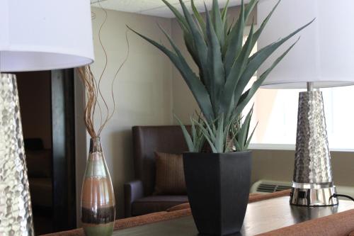 a black vase with a plant on a table at Moab Valley Inn in Moab