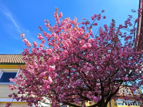 a tree with pink flowers in front of a house at Chalet an der Bode - Schicke 3 Zi Fewo mit Balkon in Braunlage