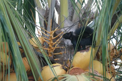 a monkey sitting on top of a coconut tree at Ranchos Remo Lodge in Uvita