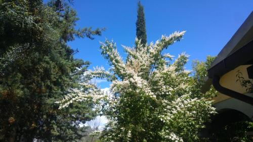 a tree with white flowers in front of a blue sky at Agriturismo Pettinari in Marina di Grosseto