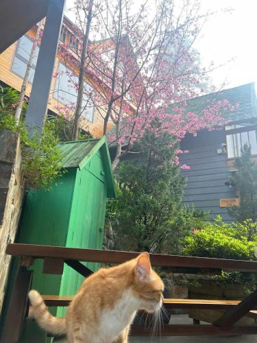 an orange cat standing on a wooden fence at Sapa Pine Hill Eco Lodge in Sa Pa