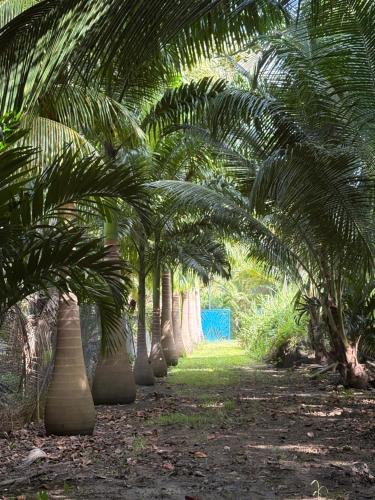a row of palm trees in a field at Le Paradis de la Guadeloupe in Pointe-Noire