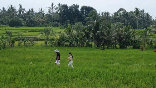 a man and a woman walking through a field at Sacred Beji by GenuineHost in Payangan