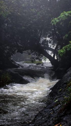 a river with a tree in the middle of it at Aruvi Homestay idukki in Chillithodu