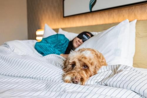 a person laying in a bed with a dog on it at Cambria Hotel Burbank Airport in Burbank