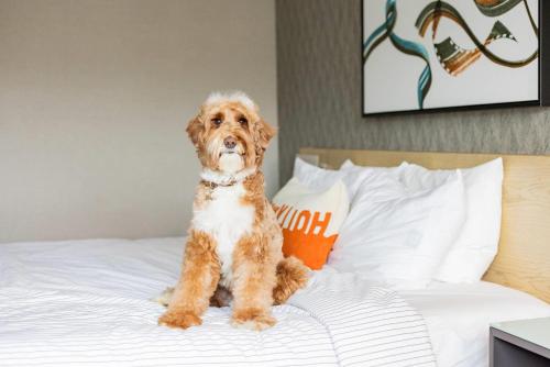 a brown and white dog sitting on a bed at Cambria Hotel Burbank Airport in Burbank