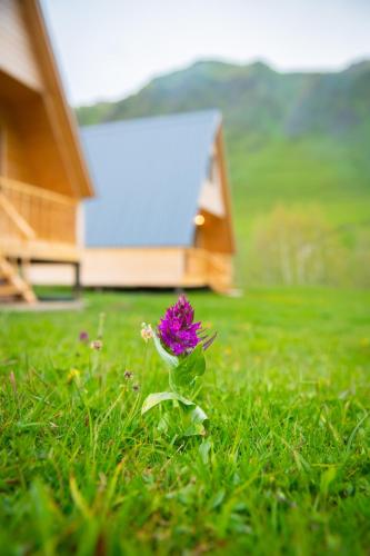 a purple flower in the grass in front of a house at Cottage Caucasus in Ushguli