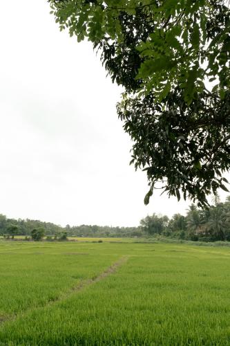 a field of green grass with a tree at Kirindi Paddy Isle in Negombo