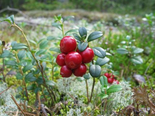 a bunch of red berries on a plant in a field at Woodside Kopaonik 417-418 in Kopaonik