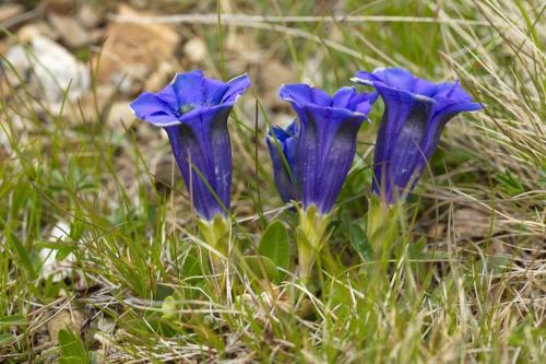 three blue flowers are growing in the grass at Woodside Kopaonik 417-418 in Kopaonik