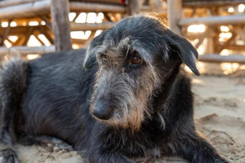 a black dog laying down on the ground at Tiki Beach Koh Phangan Beach Restaurant Bar and Coworking in Ban Tai