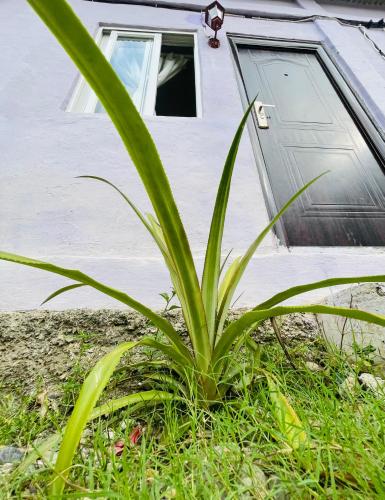 Taman di luar Costa Homestay