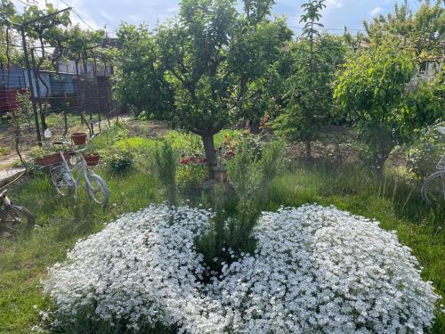 einen Garten mit weißen Blumen im Gras in der Unterkunft Căsuța Verde in 2 Mai