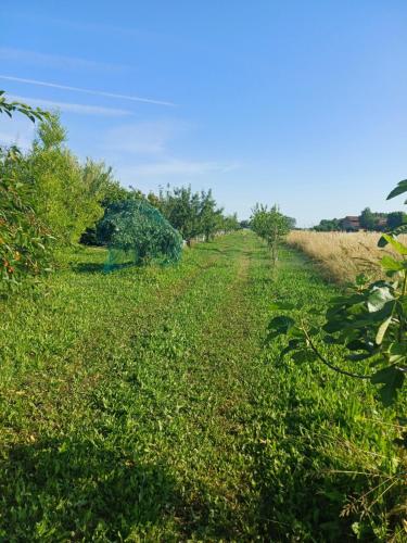 a field of grass with trees in the distance at B&B Lattemiele in Fontanellato