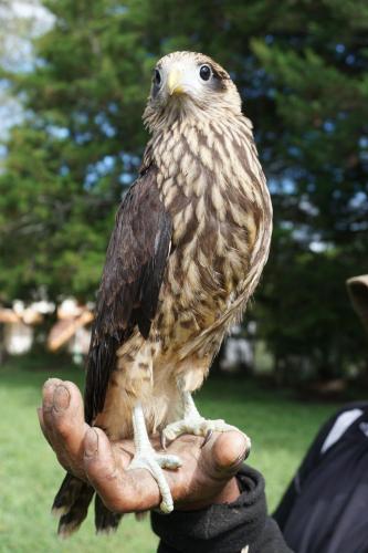 a person holding a falcon on their hand at Campo y Descanso 15 min Ciudad in Popayan