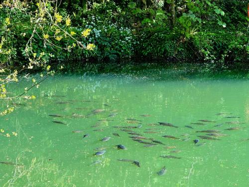 a group of fish swimming in a body of water at Sunridge Fishing Lodge with Hot Tub & Giant Cinema in Plymouth