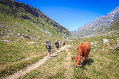 a group of people walking on a trail with a cow at L’Aiglon Grand studio familial in Champagny-en-Vanoise
