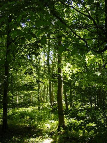 una foresta piena di alberi rigogliosi di Pop Lodge a Pointe-Noire