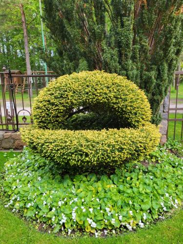 a green bush with flowers in a garden at Vila Florena Garden in Palanga