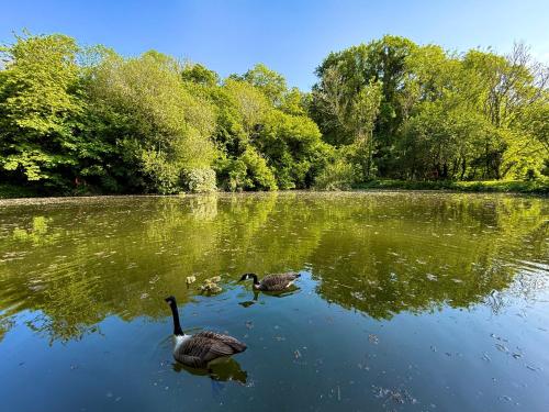 two ducks swimming in a lake with trees at Sunridge Fishing Lodge with Hot Tub & Giant Cinema in Plymouth