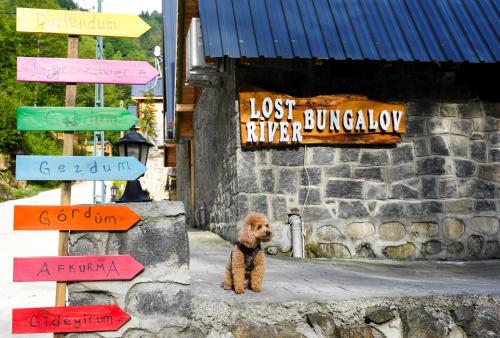 a dog standing next to a bunch of street signs at River Bungalov in Rize