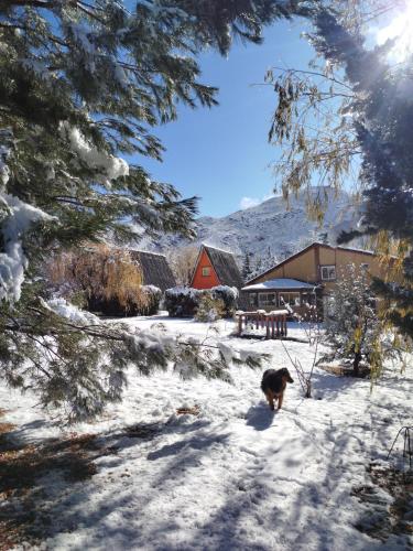 a dog walking down a snow covered road at Complejo de Cabañas Tierra de Luna in Potrerillos